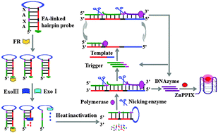 Graphical abstract: A target-triggered exponential amplification-based DNAzyme biosensor for ultrasensitive detection of folate receptors