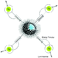 Graphical abstract: Magnetofluorescent micellar complexes of terbium(iii) as potential bimodal contrast agents for magnetic resonance and optical imaging