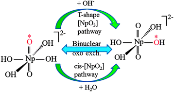 Graphical abstract: Theoretical investigation on the mechanism and dynamics of oxo exchange of neptunyl(vi) hydroxide in aqueous solution