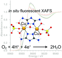 Graphical abstract: Deprotonation of a dinuclear copper complex of 3,5-diamino-1,2,4-triazole for high oxygen reduction activity