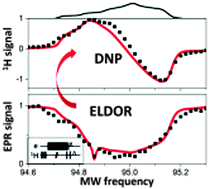 Graphical abstract: Effects of the electron polarization on dynamic nuclear polarization in solids