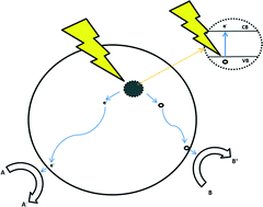 Graphical abstract: Schottky barrier and surface plasmonic resonance phenomena towards the photocatalytic reaction: study of their mechanisms to enhance photocatalytic activity