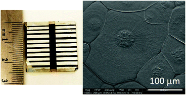 Graphical abstract: Scalable fabrication of efficient organolead trihalide perovskite solar cells with doctor-bladed active layers