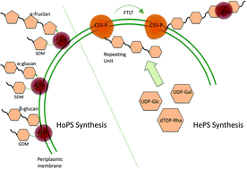 Graphical abstract: Sugar-coated: exopolysaccharide producing lactic acid bacteria for food and human health applications