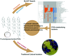 Graphical abstract: In vitro fermentation of fructooligosaccharides with human gut bacteria