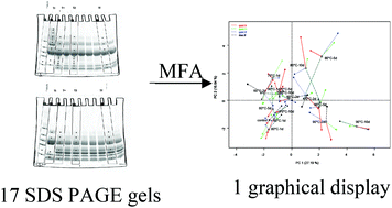 Graphical abstract: Effects of dry heating on the progression of in vitro digestion of egg white proteins: contribution of multifactorial data analysis