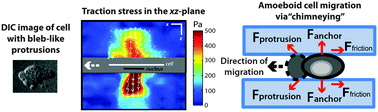 Graphical abstract: Traction stress analysis and modeling reveal that amoeboid migration in confined spaces is accompanied by expansive forces and requires the structural integrity of the membrane–cortex interactions