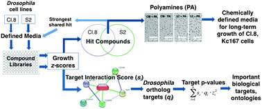 Graphical abstract: An inverse small molecule screen to design a chemically defined medium supporting long-term growth of Drosophila cell lines