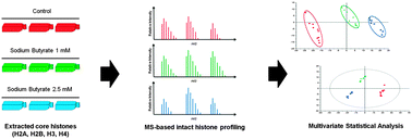 Graphical abstract: A new approach combining LC-MS and multivariate statistical analysis for revealing changes in histone modification levels