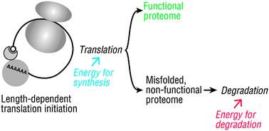 Graphical abstract: Length-dependent translation initiation benefits the functional proteome of human cells