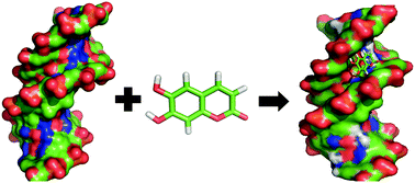 Graphical abstract: Multi-spectroscopic and molecular modelling studies on the interaction of esculetin with calf thymus DNA