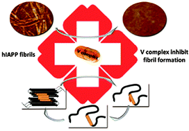 Graphical abstract: Inhibition of human amylin fibril formation by insulin-mimetic vanadium complexes