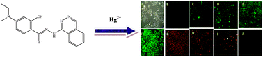 Graphical abstract: A highly selective fluorescent ‘turn-on’ chemosensor for Hg2+ based on a phthalazin-hydrazone derivative and its application in human cervical cancer cell imaging