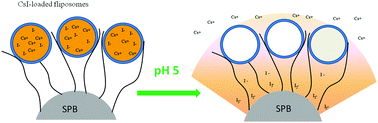 Graphical abstract: Capacious and programmable multi-liposomal carriers