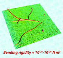 Graphical abstract: Mechanics of single peptide hydrogelator fibrils