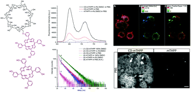 Graphical abstract: Photophysics and ex vivo biodistribution of β-cyclodextrin-meso-tetra(m-hydroxyphenyl)porphyrin conjugate for biomedical applications