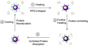 Graphical abstract: Design of polyhedral oligomeric silsesquioxane (POSS) based thermo-responsive amphiphilic hybrid copolymers for thermally denatured protein protection applications