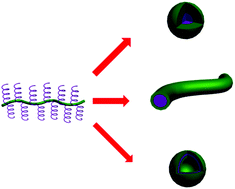 Graphical abstract: Brush macromolecules with thermo-sensitive coil backbones and pendant polypeptide side chains: synthesis, self-assembly and functionalization