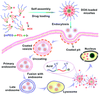 Graphical abstract: Precise modular synthesis and a structure–property study of acid-cleavable star-block copolymers for pH-triggered drug delivery