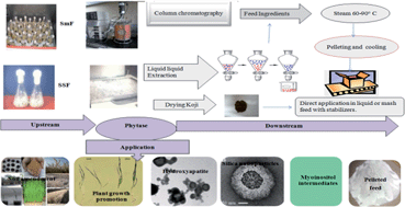 Graphical abstract: Current research and future perspectives of phytase bioprocessing