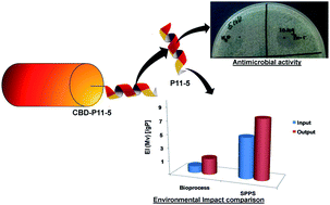 Intein based bioprocess for production of a synthetic antimicrobial ...