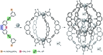 Graphical abstract: Subtle backbone modifications control the interpenetration of dibenzosuberone-based coordination cages