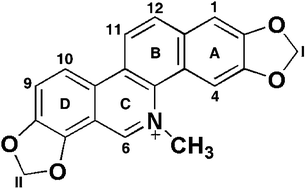 Graphical abstract: Sanguinarine, a promising anticancer therapeutic: photochemical and nucleic acid binding properties