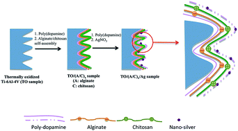 Graphical abstract: Mussel-inspired ultrathin film on oxidized Ti–6Al–4V surface for enhanced BMSC activities and antibacterial capability