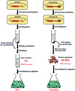 Graphical abstract: Self-assembly amphipathic peptides induce active enzyme aggregation that dramatically increases the operational stability of nitrilase