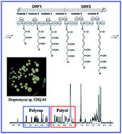 Graphical abstract: Genome scanning inspired isolation of reedsmycins A–F, polyene-polyol macrolides from Streptomyces sp. CHQ-64