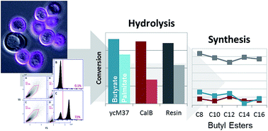 Graphical abstract: Characterization, performance, and applications of a yeast surface display-based biocatalyst