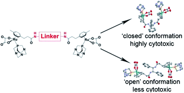 Graphical abstract: Conformational control of anticancer activity: the application of arene-linked dinuclear ruthenium(ii) organometallics