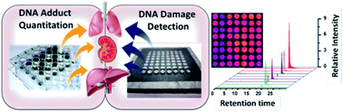 Graphical abstract: Elucidating organ-specific metabolic toxicity chemistry from electrochemiluminescent enzyme/DNA arrays and bioreactor bead-LC-MS/MS