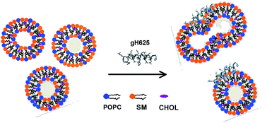 Graphical abstract: Fusion of raft-like lipid bilayers operated by a membranotropic domain of the HSV-type I glycoprotein gH occurs through a cholesterol-dependent mechanism