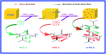 Graphical abstract: Bioresource-based blends of poly(3-hydroxybutyrate-co-4-hydroxybutyrate) and stereocomplex polylactide with improved rheological and mechanical properties and enzymatic hydrolysis