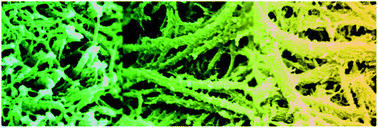 Graphical abstract: Biomimetic promotion of dentin remineralization using l-glutamic acid: inspiration from biomineralization proteins