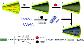 Graphical abstract: Biomimetic nanopore for sensitive and selective detection of Hg(ii) in conjunction with single-walled carbon nanotubes