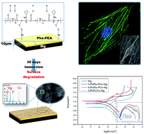 A novel pseudo-protein-based biodegradable coating for magnesium ...