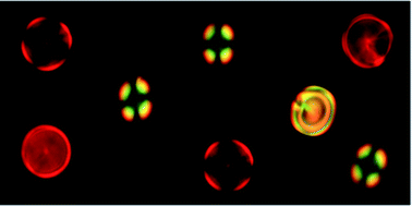 Graphical abstract: Textures of cholesteric droplets controlled by photo-switching chirality at the molecular level