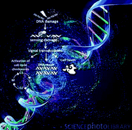 Graphical abstract: Cellular response to the genotoxic insult: the question of threshold for genotoxic carcinogens