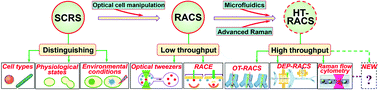 Graphical abstract: Towards high-throughput microfluidic Raman-activated cell sorting