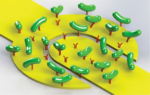 Graphical abstract: Lab on a chip sensor for rapid detection and antibiotic resistance determination of Staphylococcus aureus