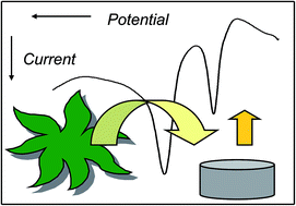 Graphical abstract: Screening and authentication of herbal formulations based on microextraction-assisted voltammetry of microparticles