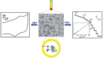 Graphical abstract: Direct electrochemistry and bioelectrocatalysis of horseradish peroxidase entrapped in a self-supporting nanoporous gold electrode: a new strategy to improve the orientation of immobilized enzymes