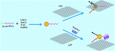 Graphical abstract: Aptamer-functionalized CdTe:Zn2+ quantum dots for the detection of tomato systemin