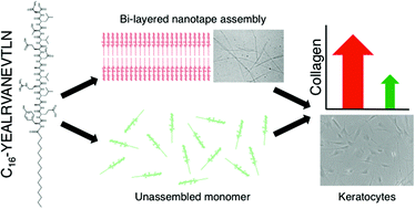 Graphical abstract: Supra-molecular assembly of a lumican-derived peptide amphiphile enhances its collagen-stimulating activity