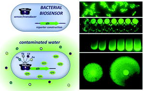 Graphical abstract: A sensitive whole-cell biosensor for the simultaneous detection of a broad-spectrum of toxic heavy metal ions