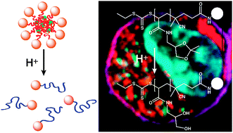 Graphical abstract: Transiently responsive protein–polymer conjugates via a ‘grafting-from’ RAFT approach for intracellular co-delivery of proteins and immune-modulators