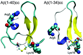 Graphical abstract: Allosteric stabilization of the amyloid-β peptide hairpin by the fluctuating N-terminal