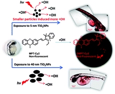 Graphical abstract: A sensitive fluorescent sensor for the detection of endogenous hydroxyl radicals in living cells and bacteria and direct imaging with respect to its ecotoxicity in living zebra fish